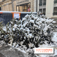 Visuel actualités - sapin jeté poubelle rue
