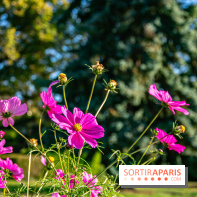 fleurs nature visuels actualités