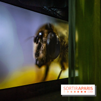 Photos : Odyssée sensorielle, l’expo immersive au Museum 