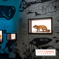 Photos : Odyssée sensorielle, l’expo immersive au Museum 