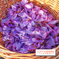 Des ateliers hors du temps pour cultiver le safran sur les toits de Paris