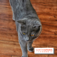 Le Moustache Pension, un hôtel pour chats douillet qui accueille vos compagnons à Paris