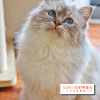 Le Moustache Pension, un hôtel pour chats douillet qui accueille vos compagnons à Paris