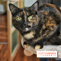 Le Moustache Pension, un hôtel pour chats douillet qui accueille vos compagnons à Paris