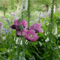 Maison et Jardins Claude Monet à Giverny