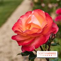 Photos : La Roseraie du val-de-Marne