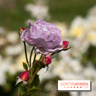 Photos : La Roseraie du val-de-Marne