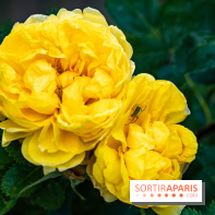 Photos : La Roseraie du val-de-Marne