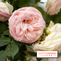 Photos : La Roseraie du val-de-Marne