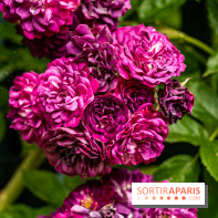 Photos : La Roseraie du val-de-Marne