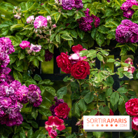 Photos : La Roseraie du val-de-Marne