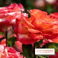 Photos : La Roseraie du val-de-Marne