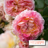 Photos : La Roseraie du val-de-Marne