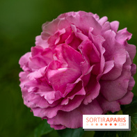 La Roseraie du Parc Lebaudy sur l'Ile de Puteaux