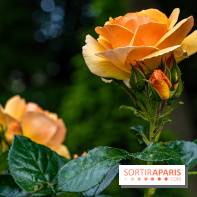 La Roseraie du Parc Lebaudy sur l'Ile de Puteaux