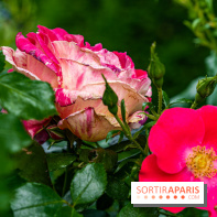 La Roseraie du Parc Lebaudy sur l'Ile de Puteaux