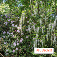 Arboretum de la Vallée-aux-Loups, une balade au milieu des arbres remarquables - A7C07804