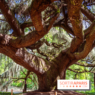 Arboretum de la Vallée-aux-Loups, une balade au milieu des arbres remarquables - A7C07788