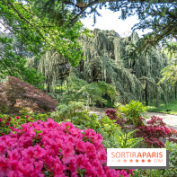 Arboretum de la Vallée-aux-Loups, une balade au milieu des arbres remarquables - A7C07777