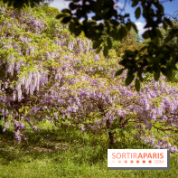 Arboretum de la Vallée-aux-Loups, une balade au milieu des arbres remarquables
