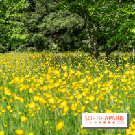 Arboretum de la Vallée-aux-Loups, une balade au milieu des arbres remarquables - A7C07704