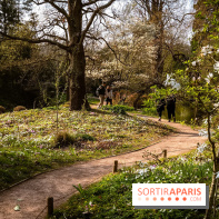 Arboretum de la Vallée-aux-Loups, une balade au milieu des arbres remarquables - A7C09392