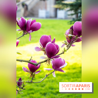 Arboretum de la Vallée-aux-Loups, une balade au milieu des arbres remarquables - A7C09405