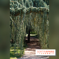 Arboretum de la Vallée-aux-Loups, une balade au milieu des arbres remarquables