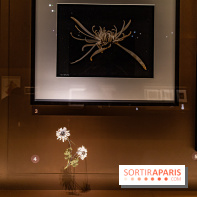 Exposition Végétal  by Chaumet aux Beaux Arts de Paris