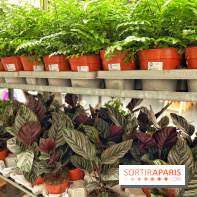 Plantes pour Tous, les prochaines ventes de plantes à partir de 2€ à Paris