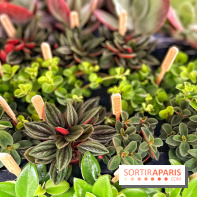 Plantes pour Tous, les prochaines ventes de plantes à partir de 2€ à Paris