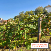 Visuels Paris - Clos Montmartre - Vignes