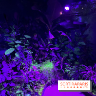 Forêt Bioluminescente - Serre Papillons