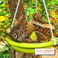 Serre Papillons - La Queue-lez-Yvelines
