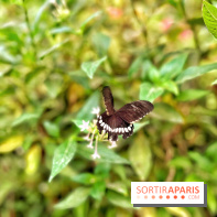 Serre Papillons - La Queue-lez-Yvelines