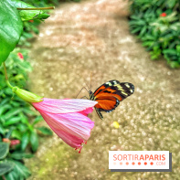 Serre Papillons - La Queue-lez-Yvelines