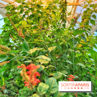 Serre Papillons - La Queue-lez-Yvelines