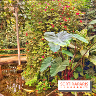 Serre Papillons - La Queue-lez-Yvelines