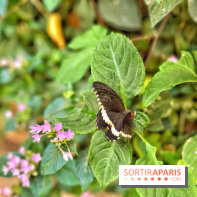 Serre Papillons - La Queue-lez-Yvelines