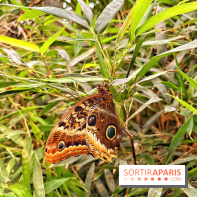 Serre Papillons - La Queue-lez-Yvelines