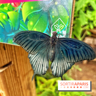 Serre Papillons - La Queue-lez-Yvelines