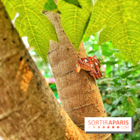 Serre Papillons - La Queue-lez-Yvelines