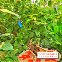 Serre Papillons - La Queue-lez-Yvelines