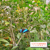 Serre Papillons - La Queue-lez-Yvelines