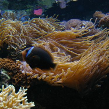 Dans le sillage des requins - Aquarium de la Porte Dorée - Paris 2010