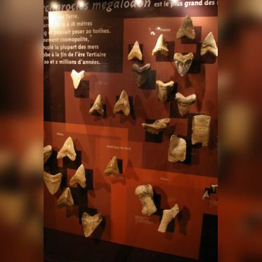 Dans le sillage des requins - Aquarium de la Porte Dorée - Paris 2010