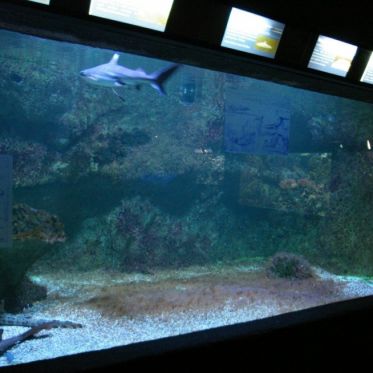 Dans le sillage des requins - Aquarium de la Porte Dorée - Paris 2010