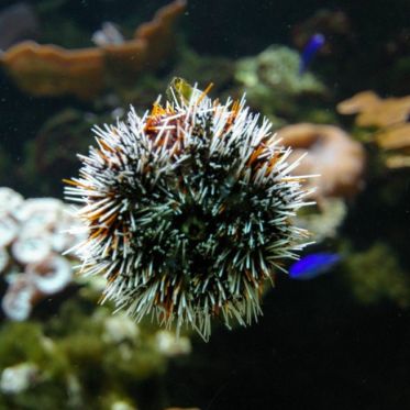 Dans le sillage des requins - Aquarium de la Porte Dorée - Paris 2010