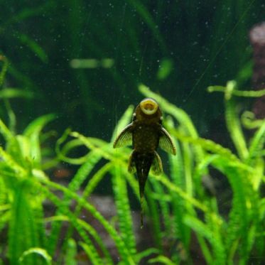 Dans le sillage des requins - Aquarium de la Porte Dorée - Paris 2010
