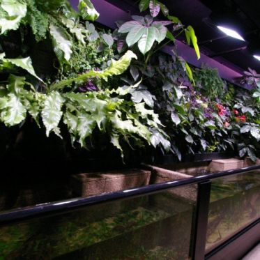 Dans le sillage des requins - Aquarium de la Porte Dorée - Paris 2010